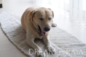 ◆アビス＆ハビデコールのラグマット！自宅で洗濯可能で肌触りフカフカ！◆