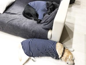 ◆おすすめの犬グッズ！おしゃれ＆かわいい長袖のお洋服！大型犬（ラブラドール）用！◆