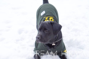 ◆人気の大型犬 服！カッコイイおしゃれな長袖のスウェット（ラージサイズ）！MANDARINE BROTHERS◆