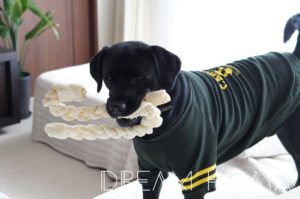 ◆お買い物マラソンで購入！大型犬にぴったりなBIGなおやつ！歯磨き効果もあり！ペットプロ ビックガム◆