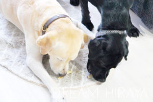 ◆犬も飼い主も嬉しい美味しい無添加＆国産の犬用おやつ！ジャーキー＆牛リブボーン！大型犬にもオススメ！◆