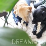 ◆おすすめの犬用おやつ！食べ比べ！どれが一番長持ちする！？ミルク味のビッグガム◆