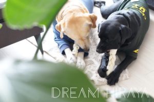 ◆おすすめの犬用おやつ！食べ比べ！どれが一番長持ちする！？ミルク味のビッグガム◆