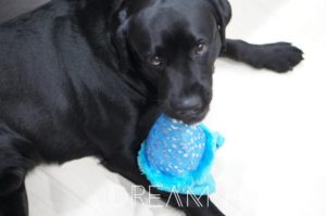 ◆Kotaro ２歳のお誕生日！美味しいシフォンケーキを頂きました！◆